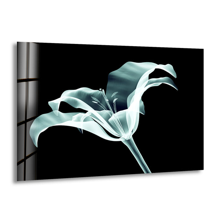 Xray Flowers Glass Wall Art, print picture on glass, Tempered Glass Wall Art