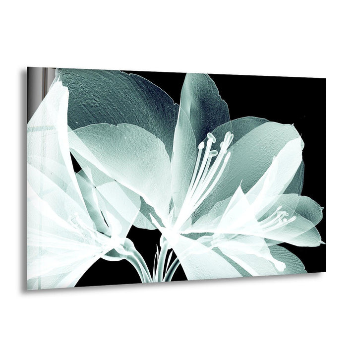 X-Ray Close Up Amaryllis Glass Wall Art, print picture on glass, Tempered Glass Wall Art