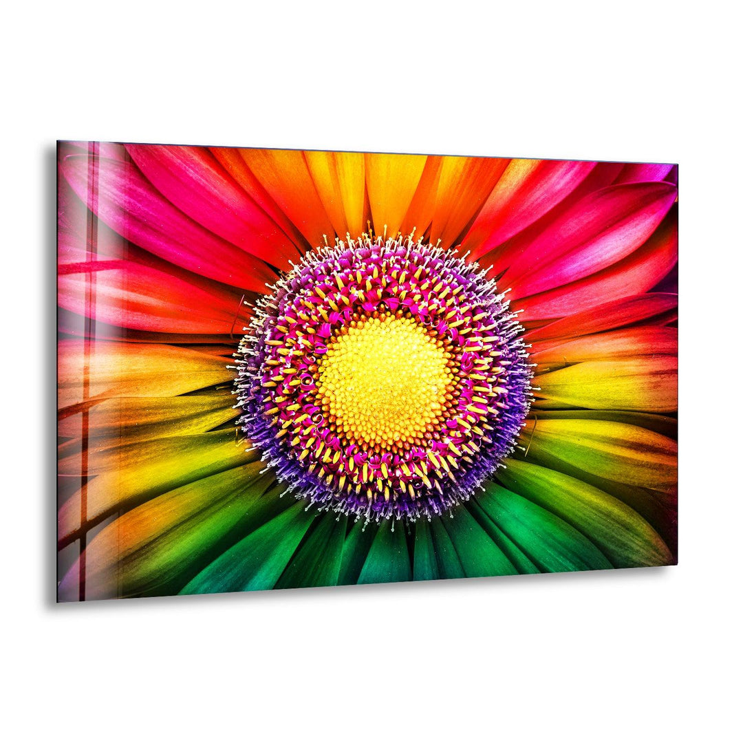 Rainbow Gerbera Flower Close Up Glass Wall Art, print on glass, glass printed photos