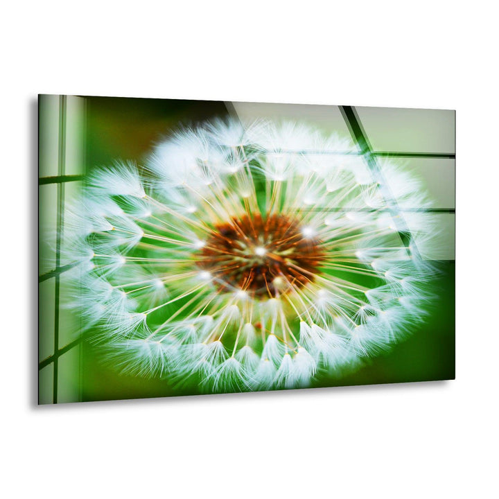 Single Dandelion Flower Glass Wall Art, print on glass, glass printed photos
