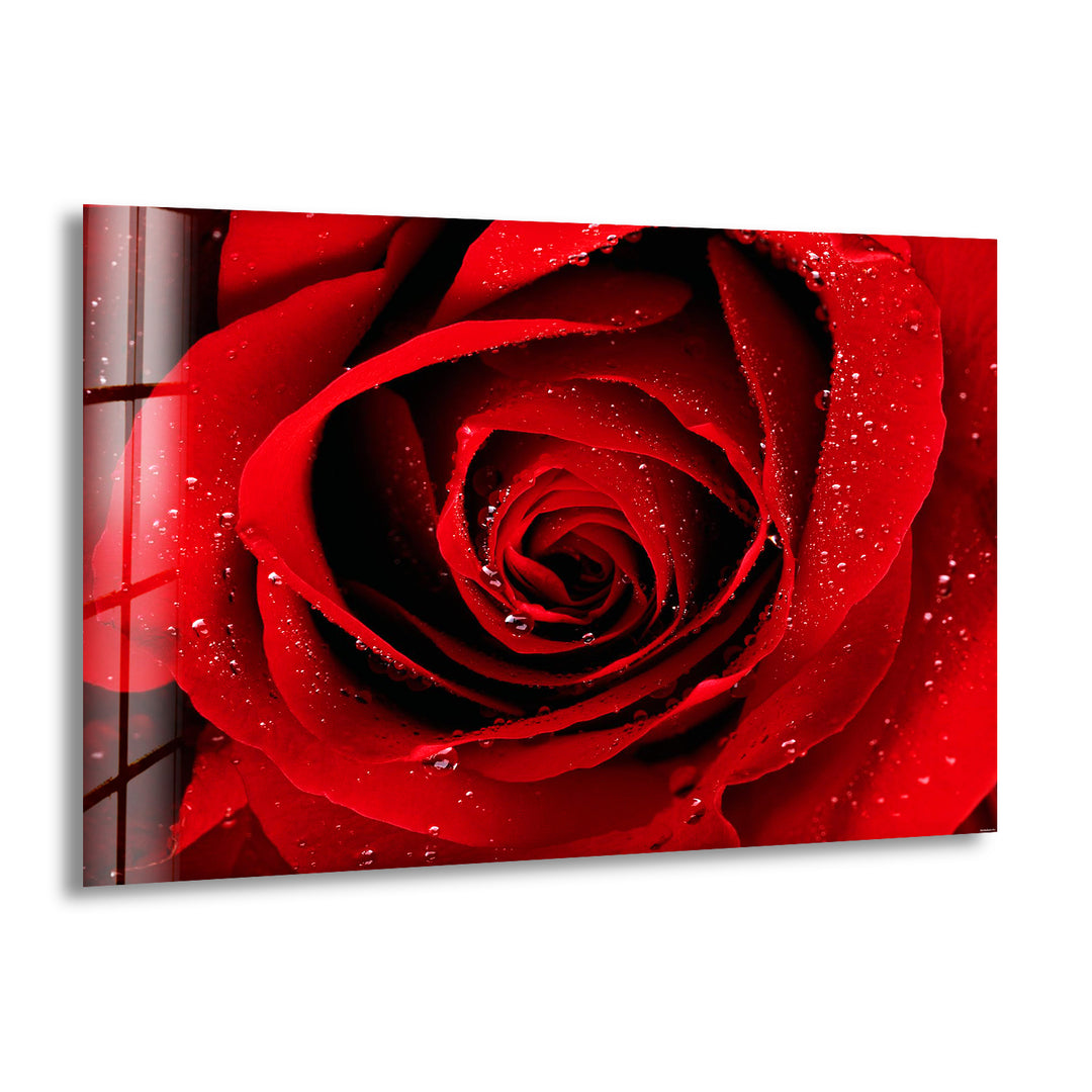 Red Rose Glass Wall Art, print on glass, glass printed photos