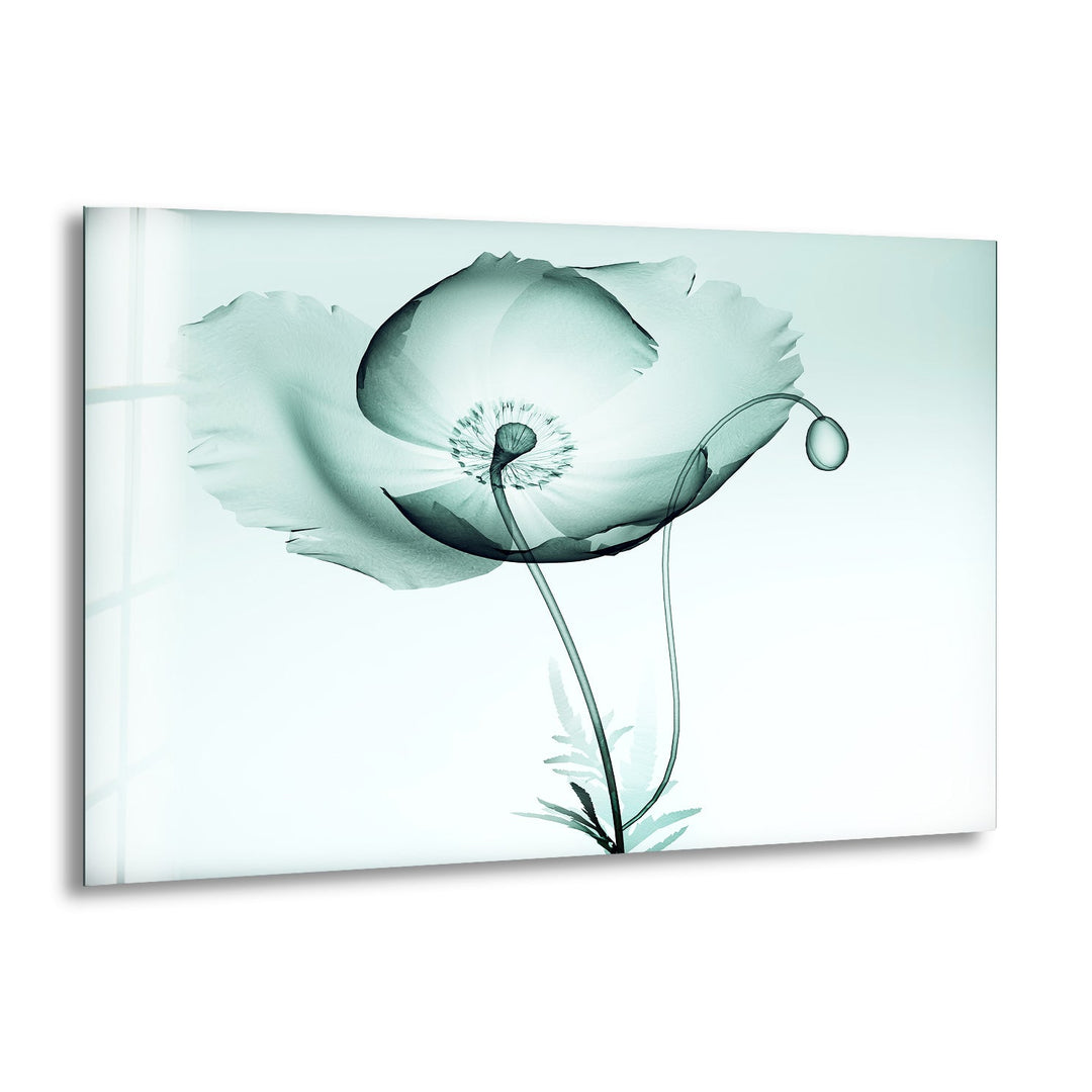 X-ray Image Of A Poppy Glass Wall Art, print on glass, glass printed photos