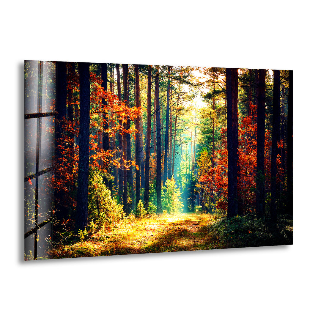 Nature Green Forest Glass Wall Art print on glass, glass printed photos