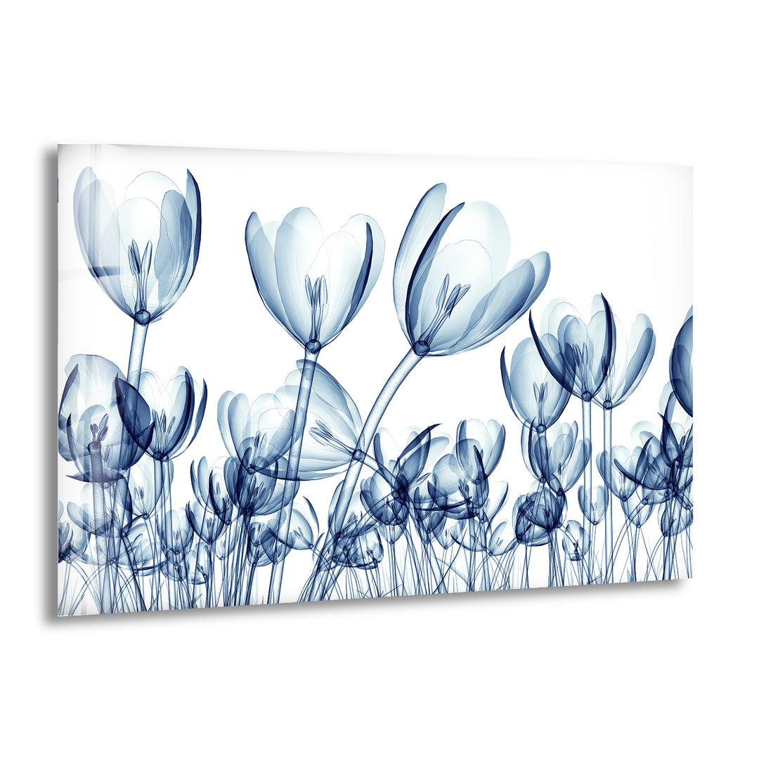 Xray Blue Tulip Flowers Glass Wall Art, print picture on glass, Tempered Glass Wall Art