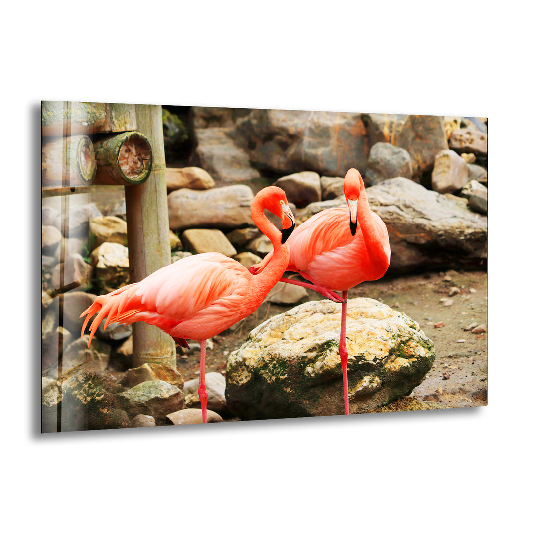 American Flamingo Glass Wall Art large glass photo prints, glass wall photos