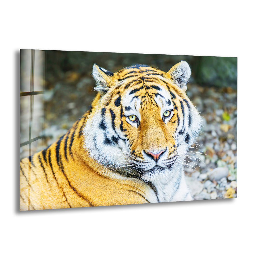 Siberian Tiger Glass Wall Art print picture on glass, Tempered Glass Wall Art