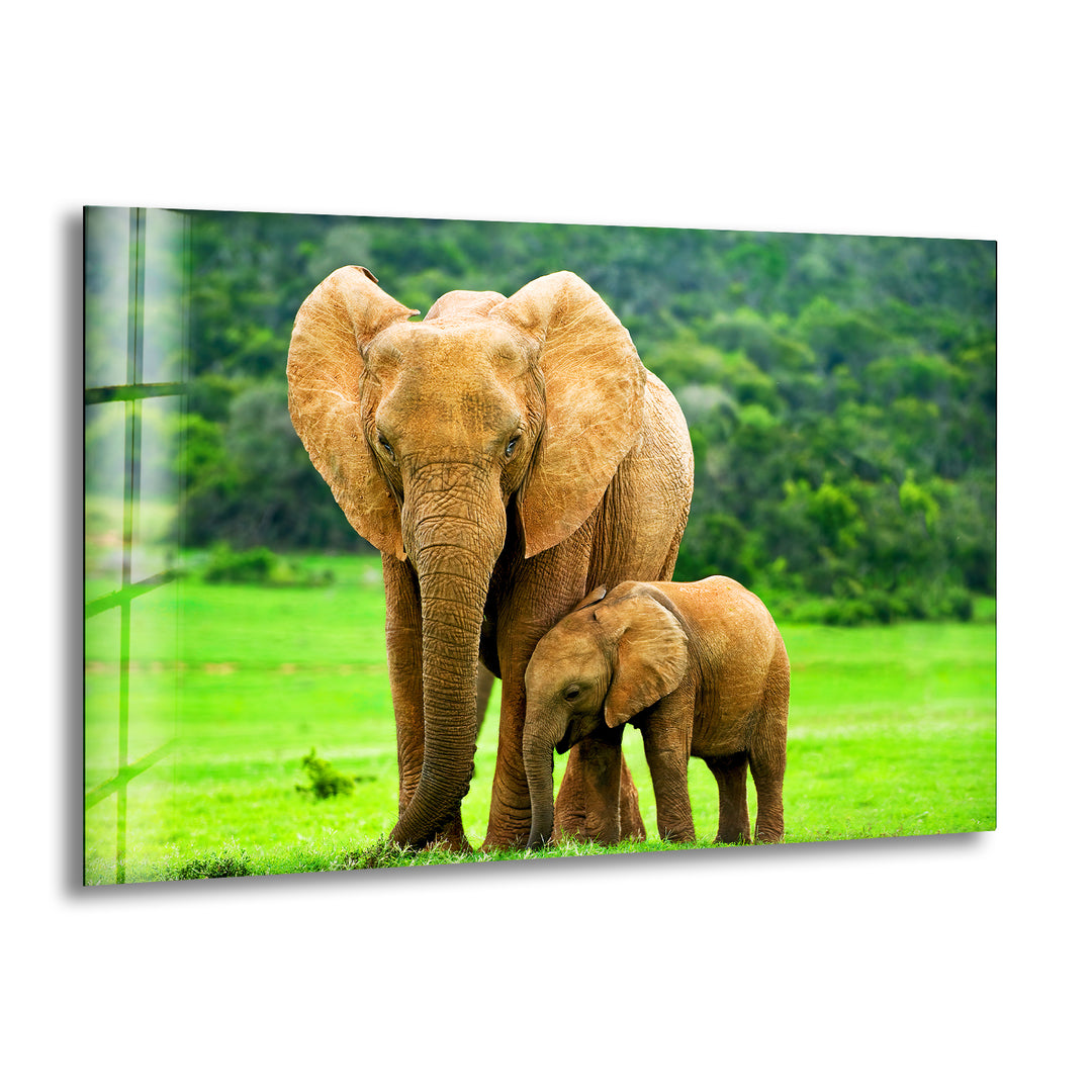 Elephants in Nature Glass Wall Art glass photo prints, glass picture prints