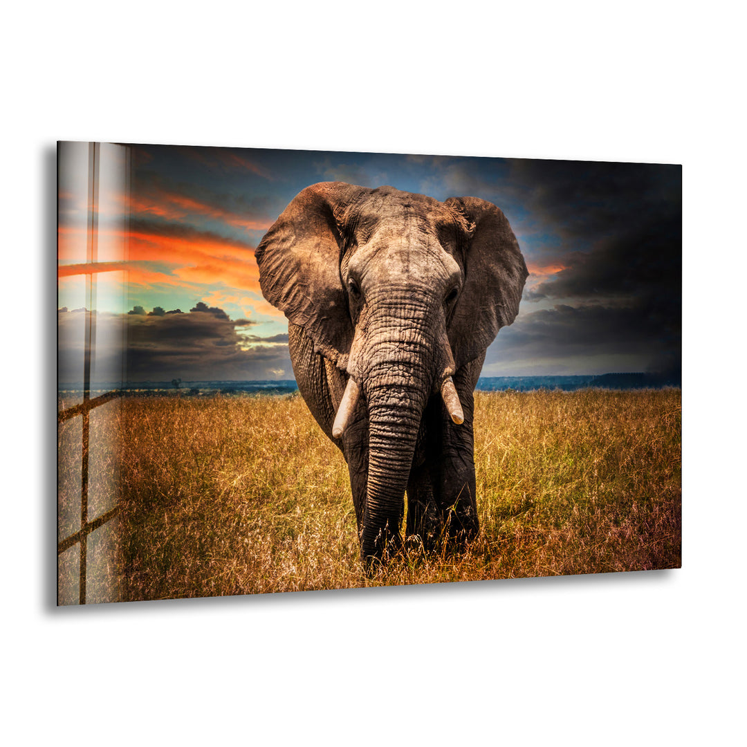 Majestic Elephant Glass Wall Art print picture on glass, Tempered Glass Wall Art