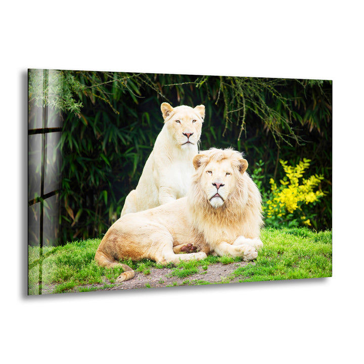 Lion Family Glass Wall Art picture on glass wall art, photos printed on glass