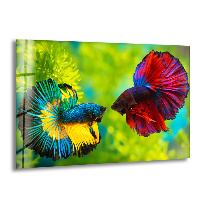 Colorful Beta Fishes Glass Wall Art glass image printing, glass prints from photos