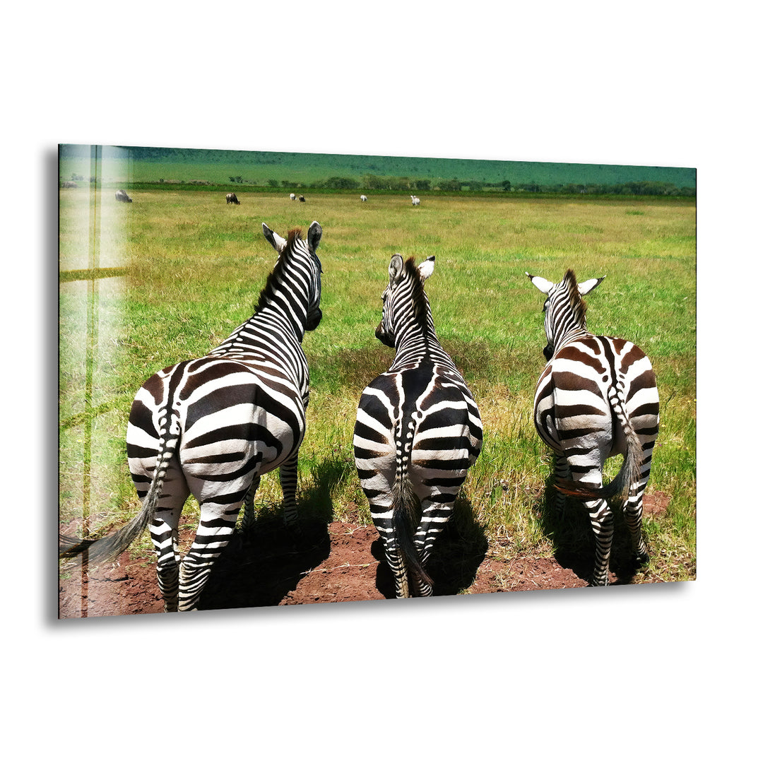 Safari Zebra Glass Wall Art large glass photo prints, glass wall photos