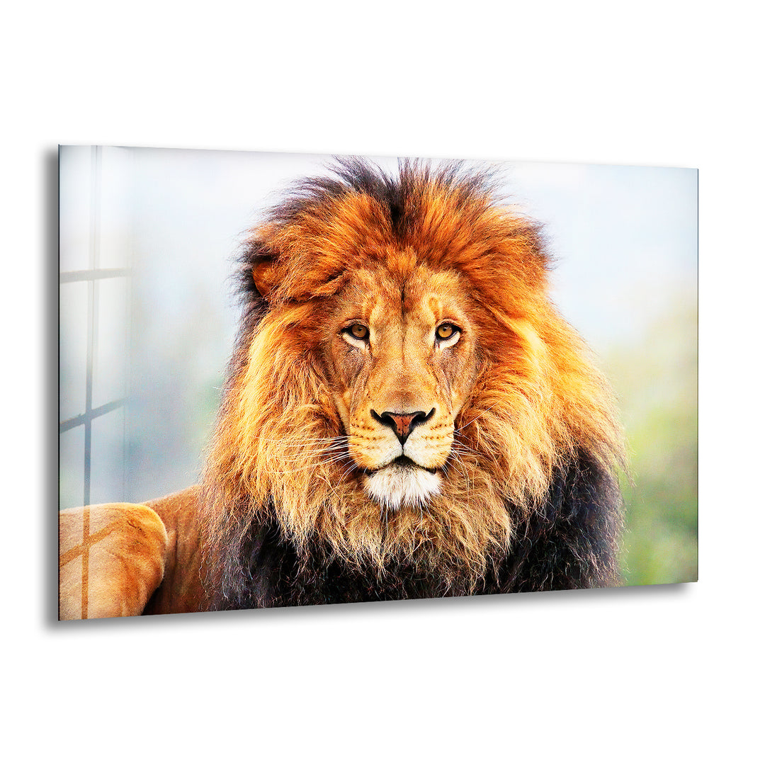 Wild Lion Portrait Glass Wall Art custom glass photo prints, large glass prints