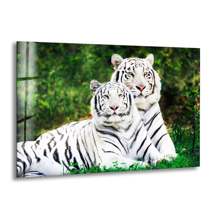 White Tigers Glass Wall Art glass photo prints, glass picture prints