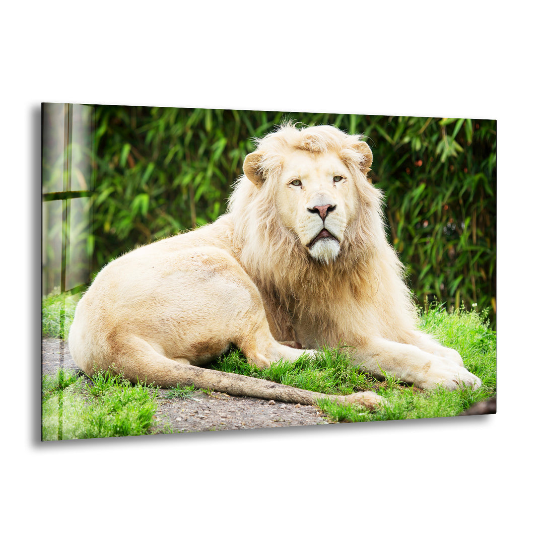 Wild White Lion Glass Wall Art print picture on glass, Tempered Glass Wall Art