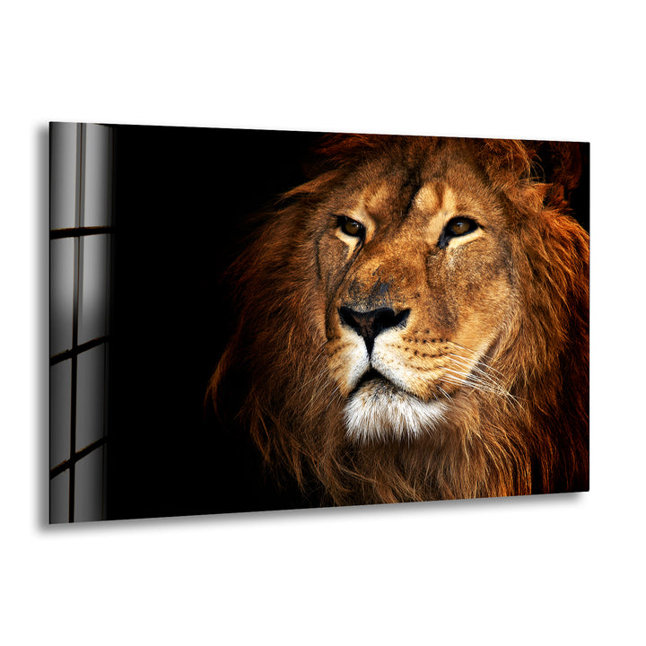 Asiatic Lion Glass Wall Art print picture on glass, Tempered Glass Wall Art