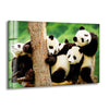 Baby Panda Tempered Glass Wall Art