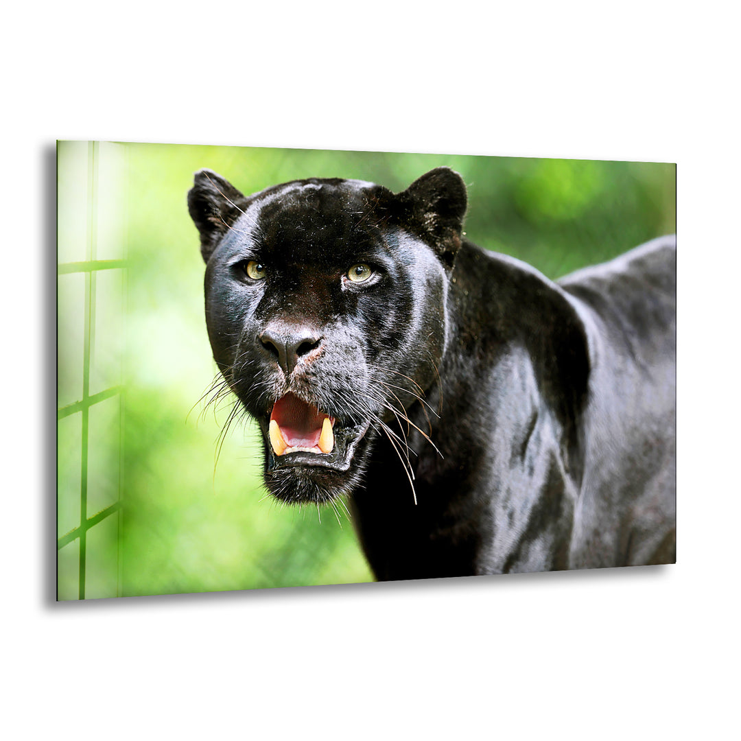 Black Panther Glass Wall Art custom glass photo prints, large glass prints