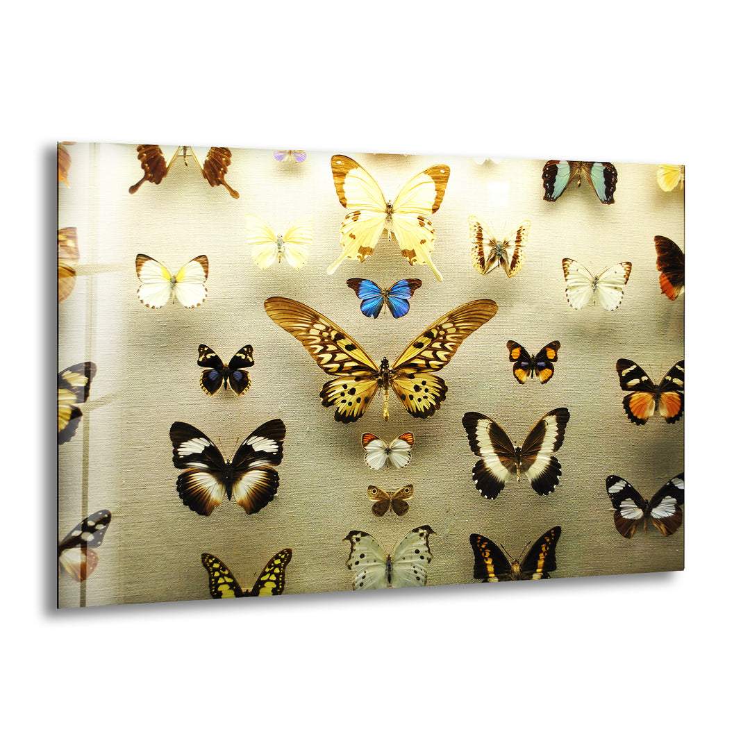 Butterfly Collection Glass Wall Art print picture on glass, Tempered Glass Wall Art