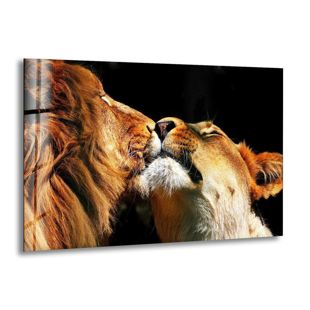 Couple Lions Glass Wall Art glass image printing, glass prints from photos