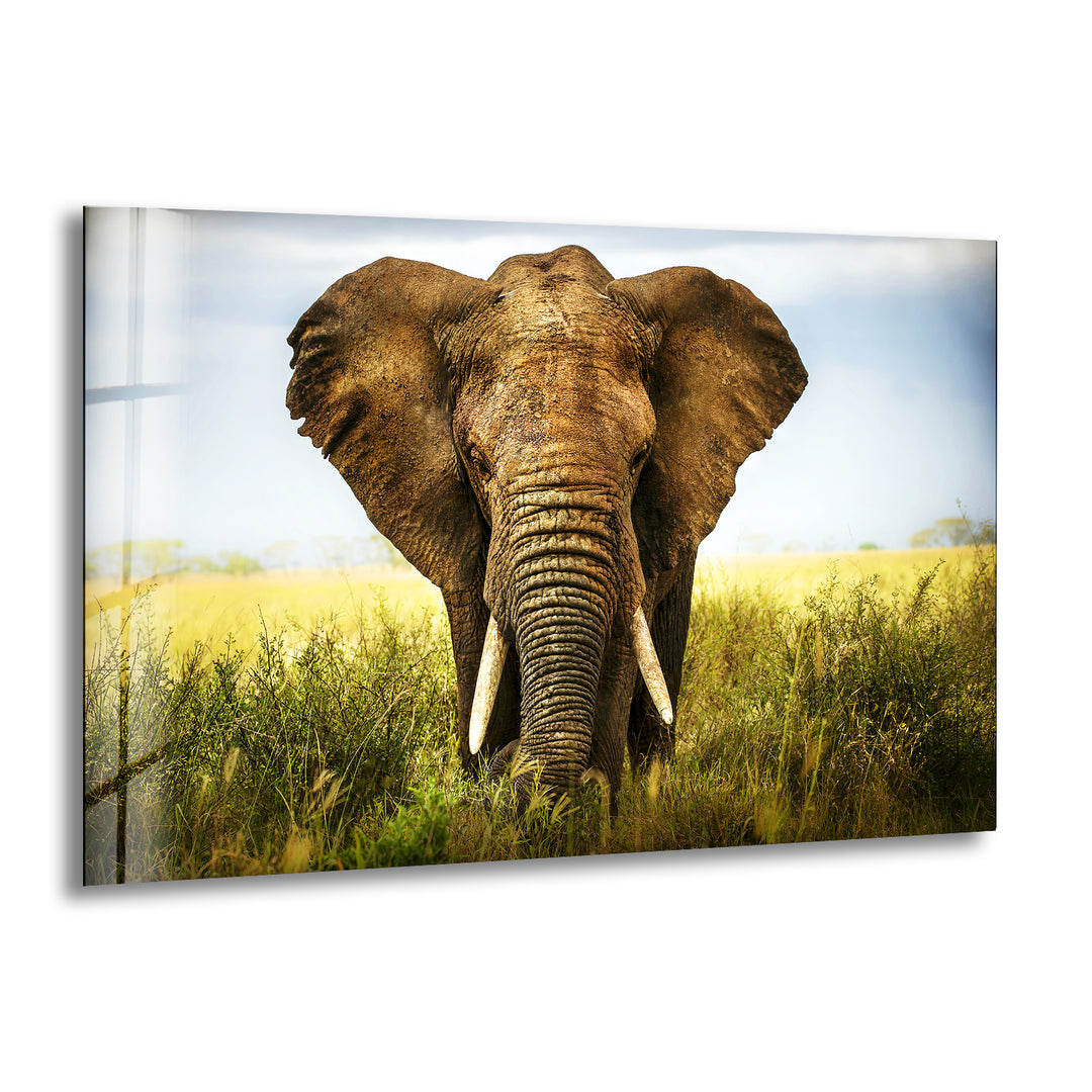 Safari Elephant Glass Wall Art glass image printing, glass prints from photos