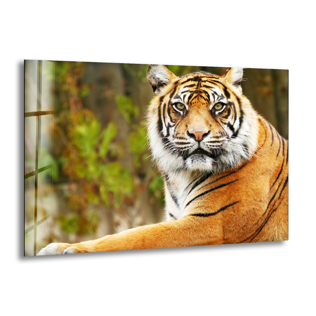 Tiger View Glass Wall Art Glass Printing Wall Art, Print photos on glass