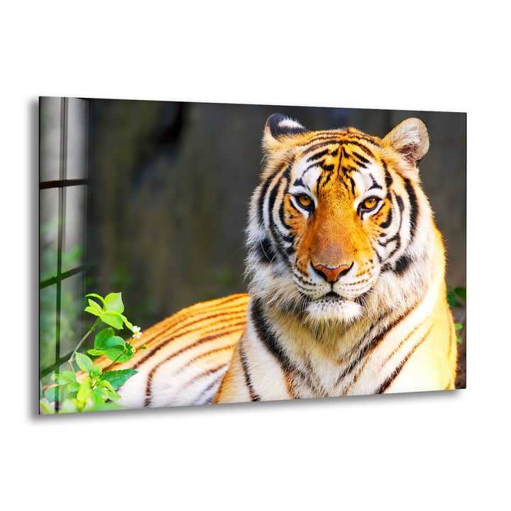 Wildlife Tiger Glass Wall Art print picture on glass, Tempered Glass Wall Art