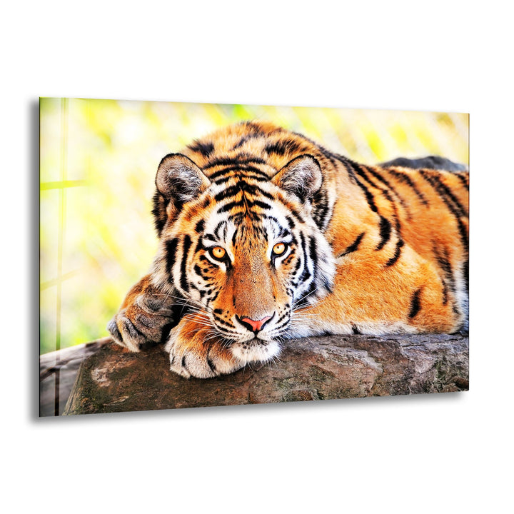 Large Tiger Laying Glass Wall Art custom glass photo prints, large glass prints