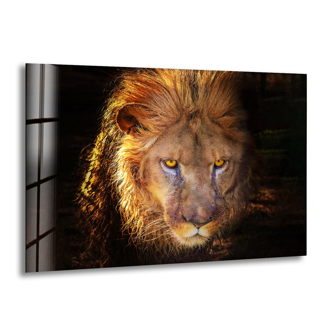 Angry Lion Glass Wall Art custom glass photo prints, large glass prints