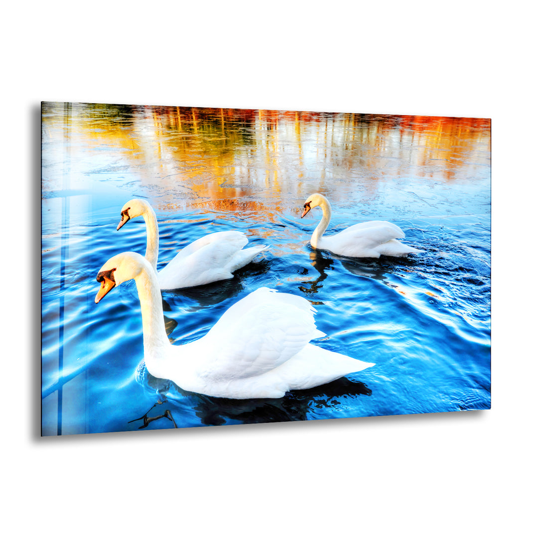 Swans on Lake Glass Wall Art Glass Printing Wall Art, Print photos on glass