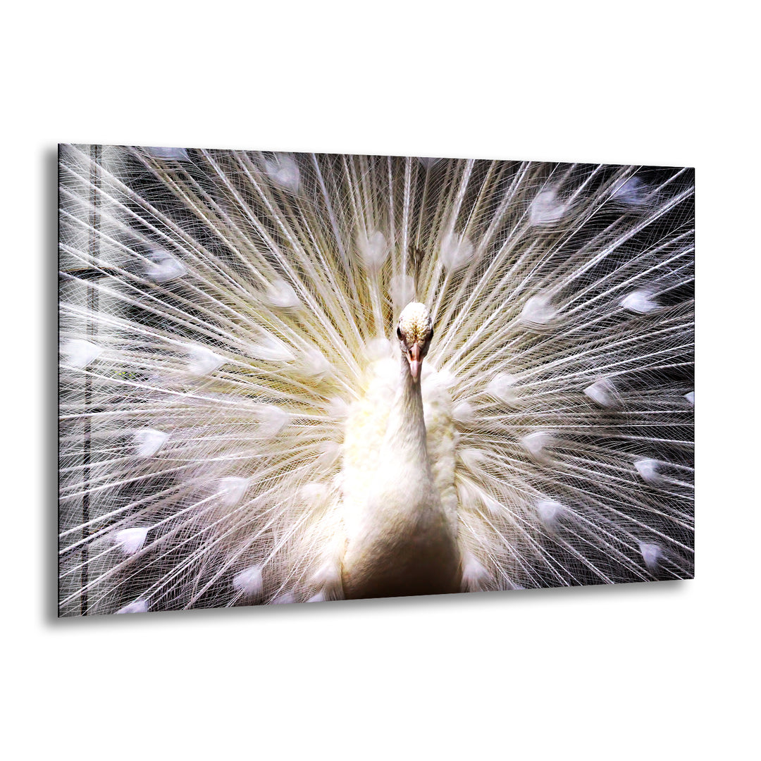 White Peacock Glass Wall Art print picture on glass, Tempered Glass Wall Art