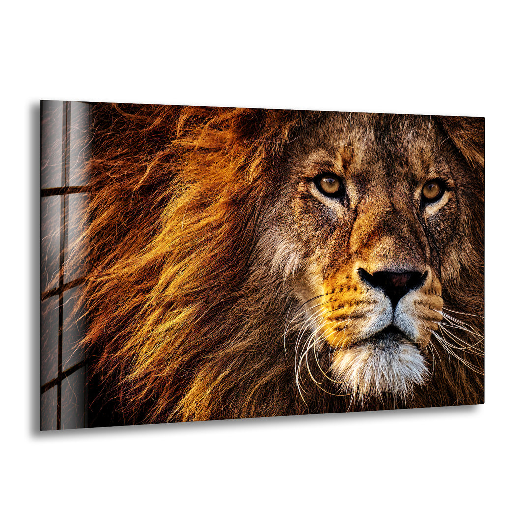 Lion Wild Life Glass Wall Art print picture on glass, Tempered Glass Wall Art