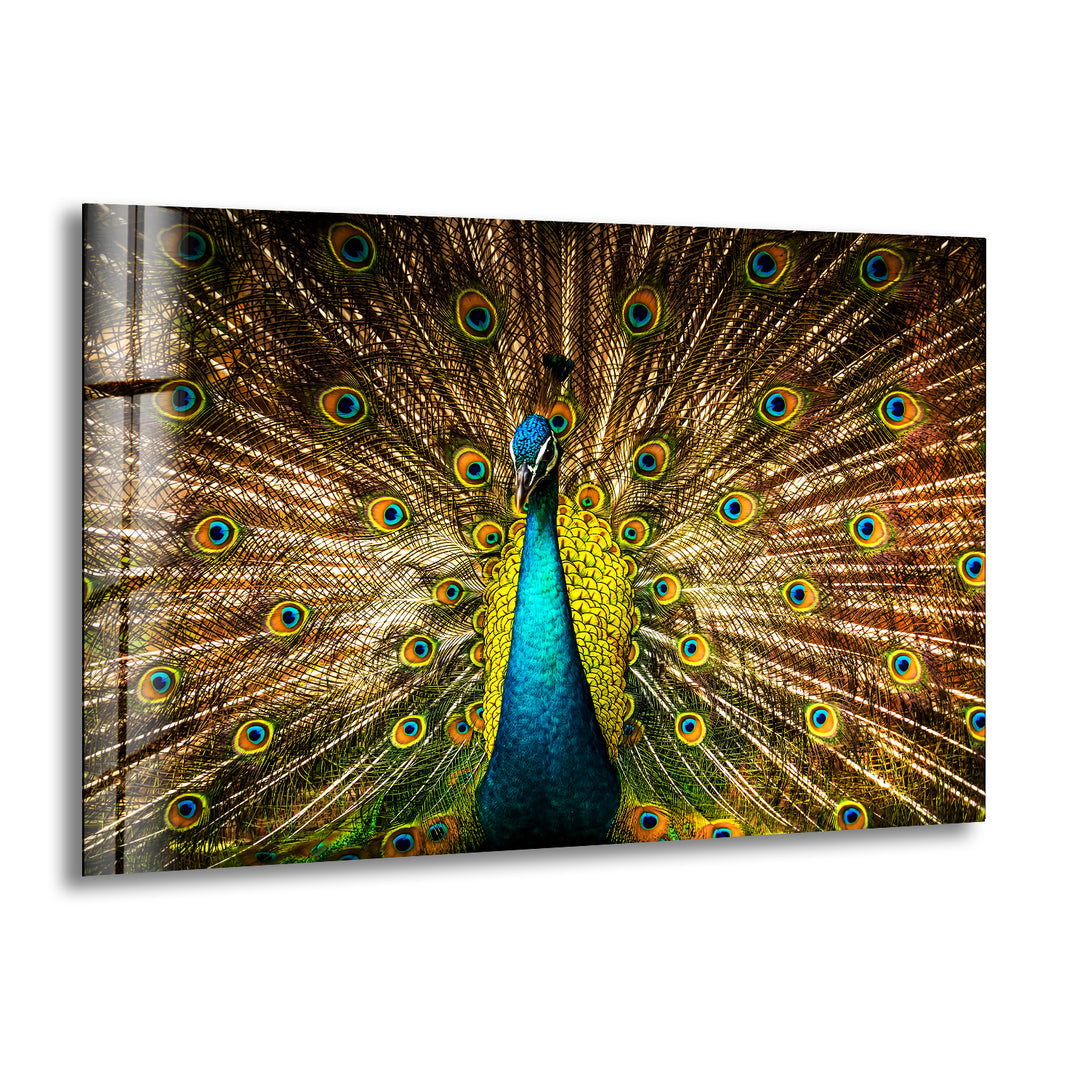 Vibrant Peacock Glass Wall Art picture on glass wall art, photos printed on glass