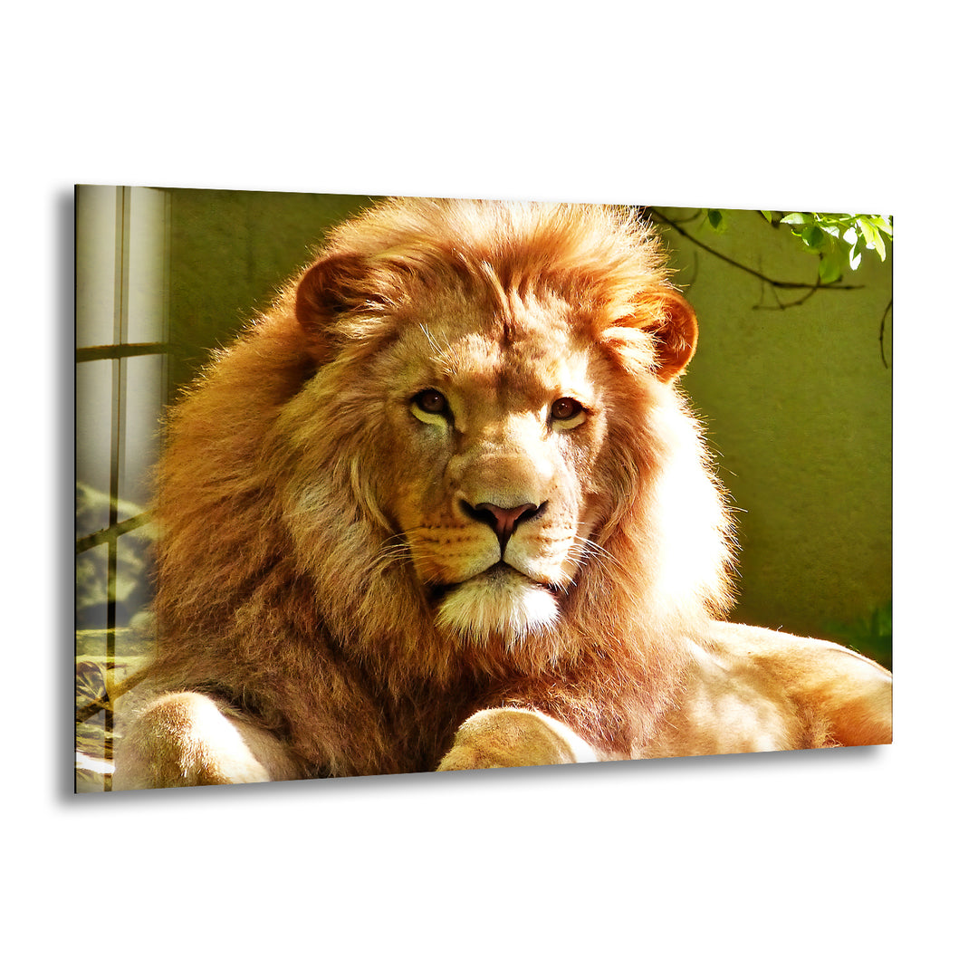 Wild Lion Portrait Glass Wall Art custom glass photo prints, large glass prints