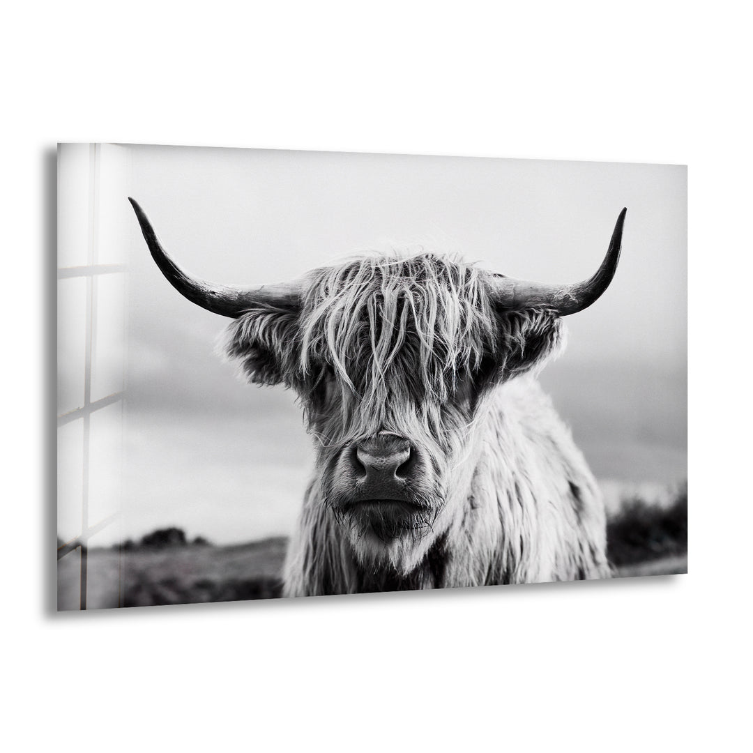 Scottish Cow Glass Wall Art glass art painting, glass art for the Wall