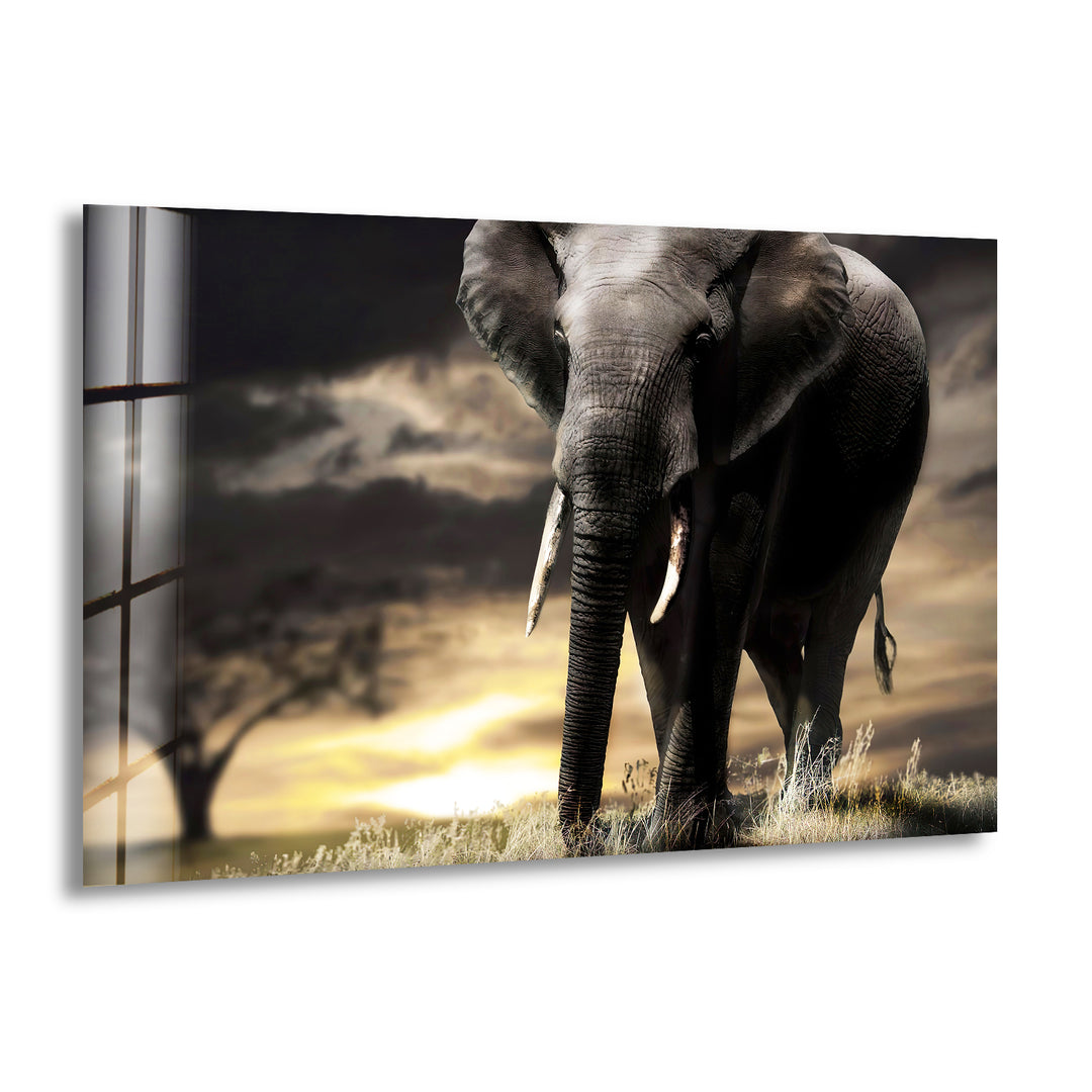 African Old Elephant Glass Wall Art picture on glass wall art, photos printed on glass