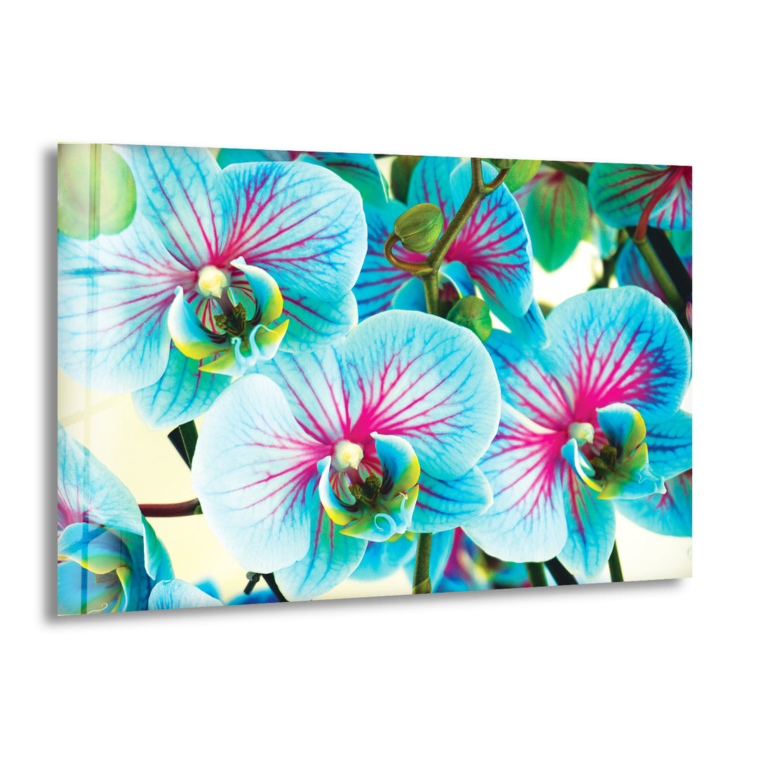 Blue & Pink Orchids Flowers Glass Wall Art, print picture on glass, Tempered Glass Wall Art