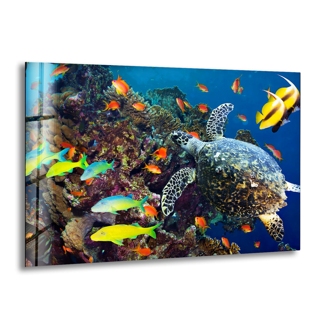 Undersea Fishes Glass Wall Art glass photo prints, glass picture prints