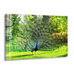 Peacock in Nature Glass Wall Art art glass wall art, glass wall art pictures