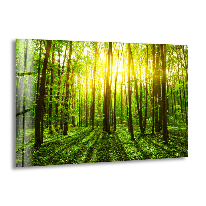 Sunshine Forest Landscape Glass Wall Art