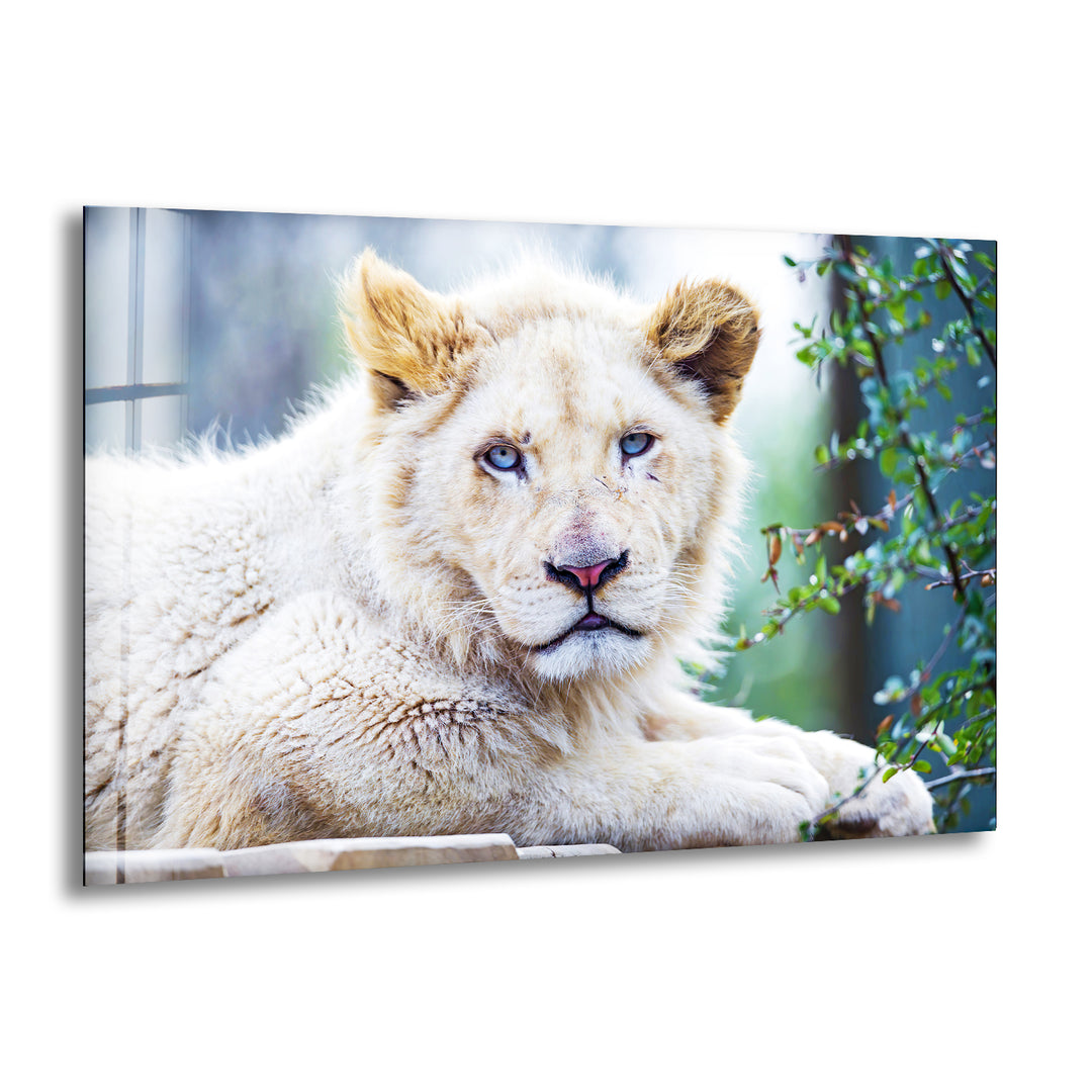 White Lion Portrait Glass Wall Art glass pictures for Wall, glass prints wall art