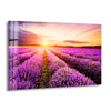 Purple Lavender Field Tempered Glass Wall Art