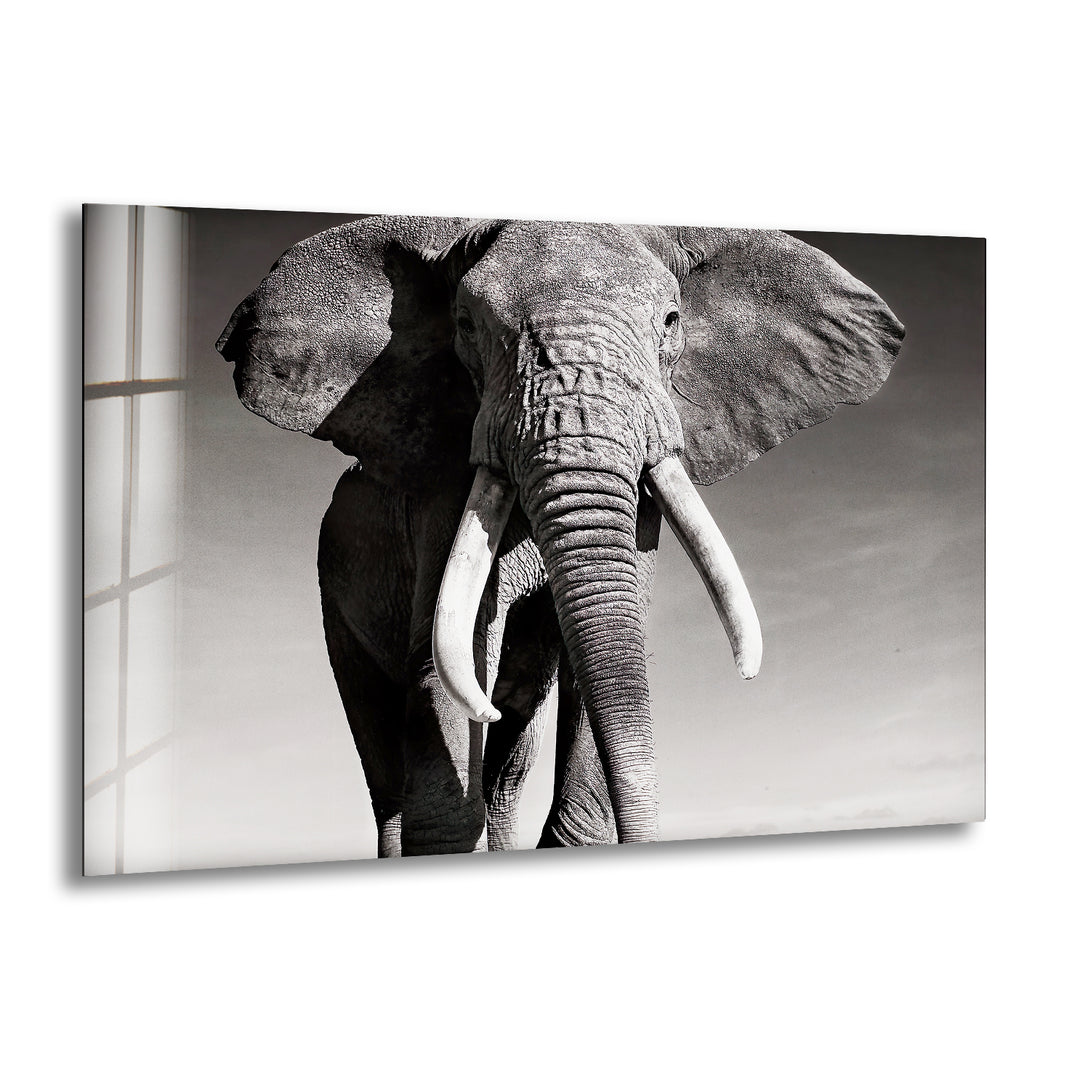 Black White Elephant Glass Wall Art print picture on glass, Tempered Glass Wall Art