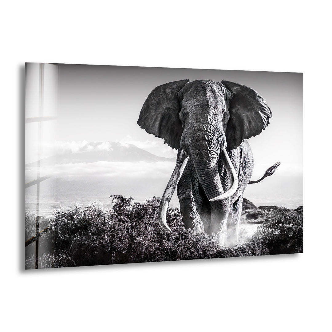 Old Elephant Running Glass Wall Art Glass Printing Wall Art, Print photos on glass