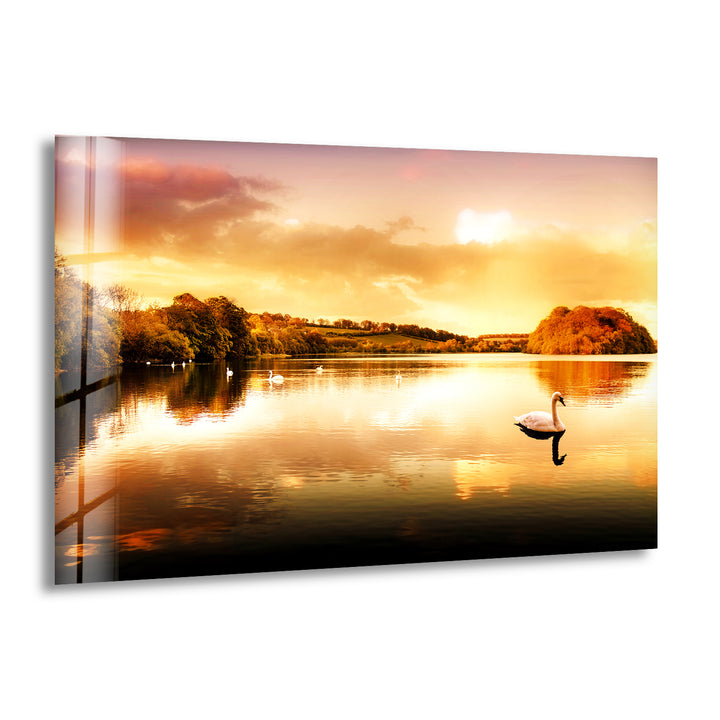 Swans Swimming On The Lake Glass Wall Art large glass photo prints, glass wall photos