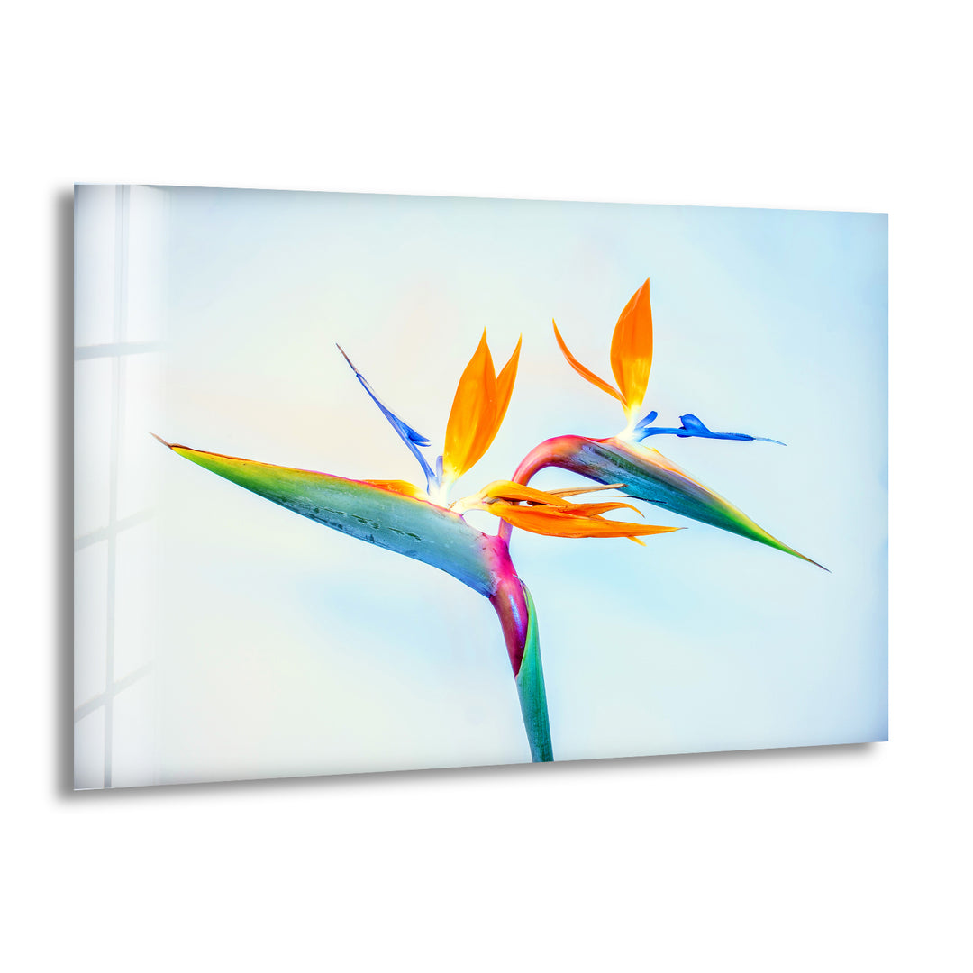 Strelitzia Flower Glass Wall Art, print on glass, glass printed photos