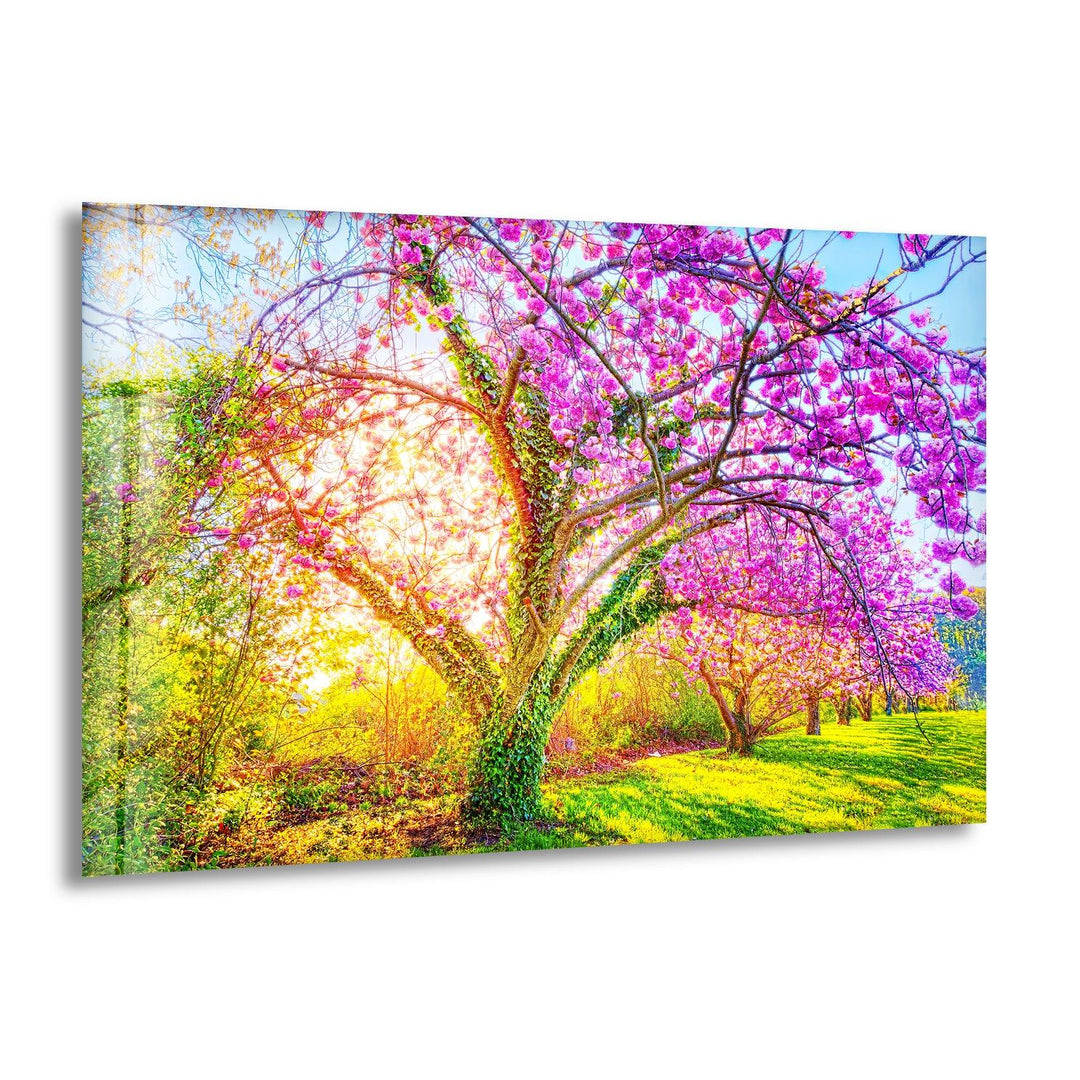 Cherry Blossom Glass Wall Art large glass photo prints, glass wall photos