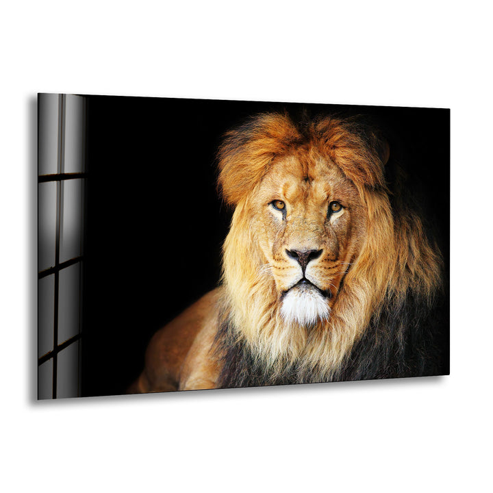 Old Lion Glass Wall Art glass photo prints, glass picture prints