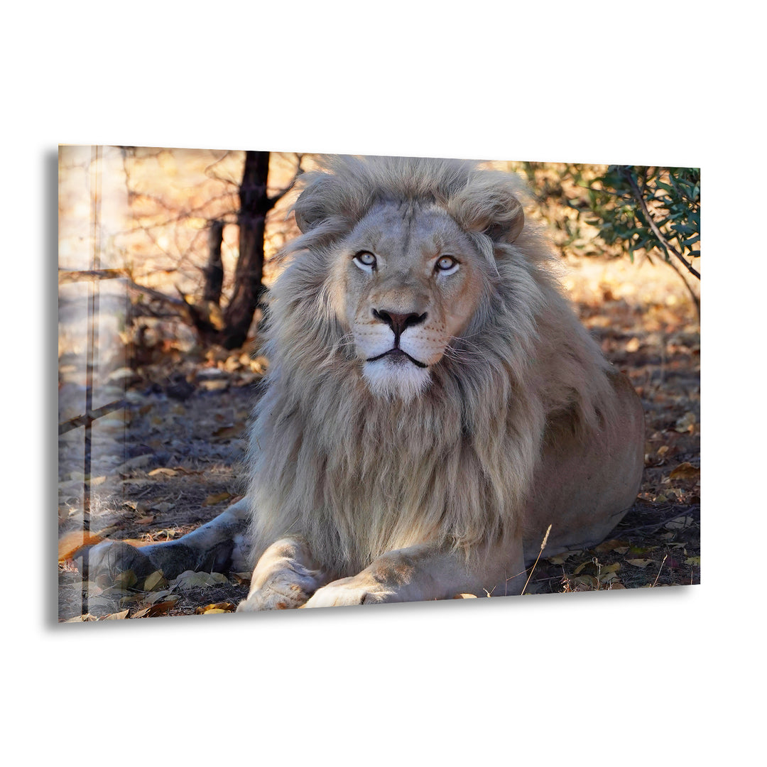 Barbary Lion Glass Wall Art custom glass pictures, glass art prints