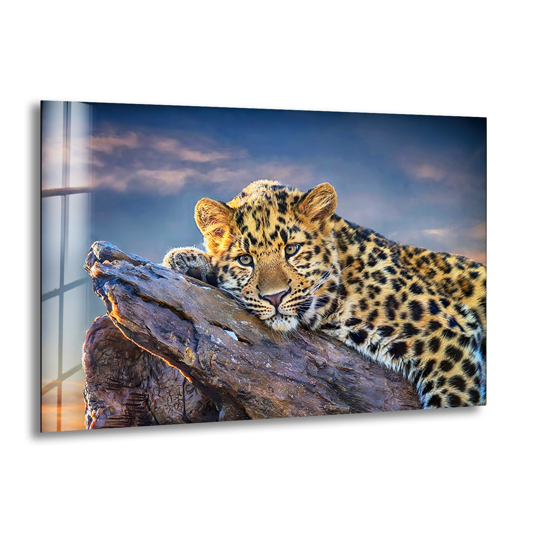 Majestic Amur Leopard Glass Wall Art large glass photo prints, glass wall photos