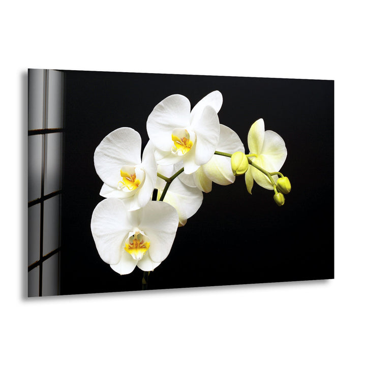 White Orchid Glass Wall Art, print on glass, glass printed photos